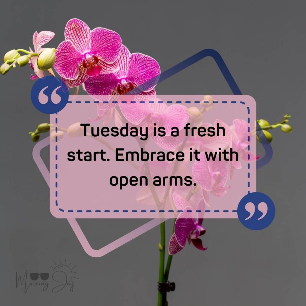 Tuesday Quotes for a Dynamic Week Ahead 71 positive humorous Tuesday quotes-25